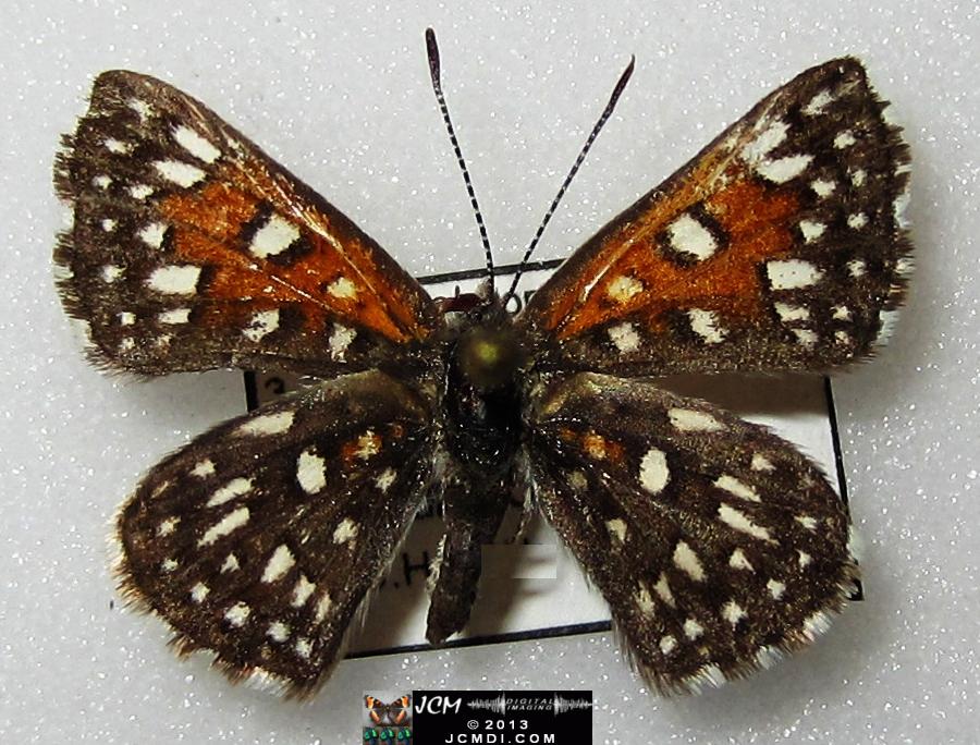Apodemia mormo virguilti (Behr's Metalmark) images